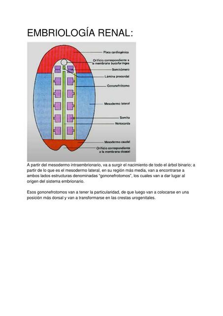 Embriología Renal 