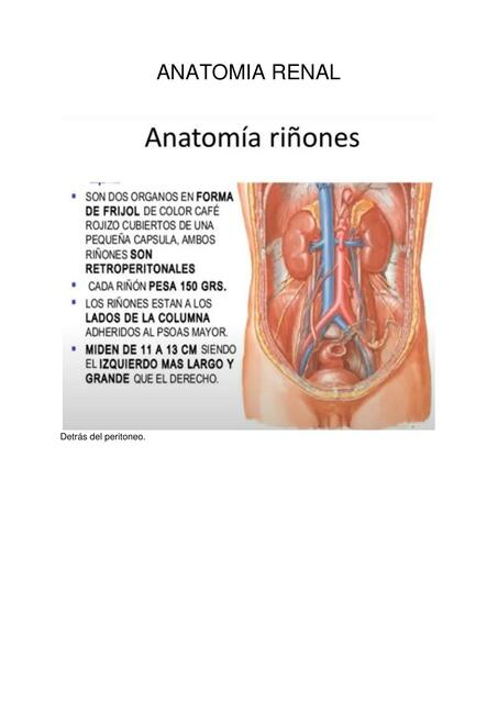 Anatomía Renal 