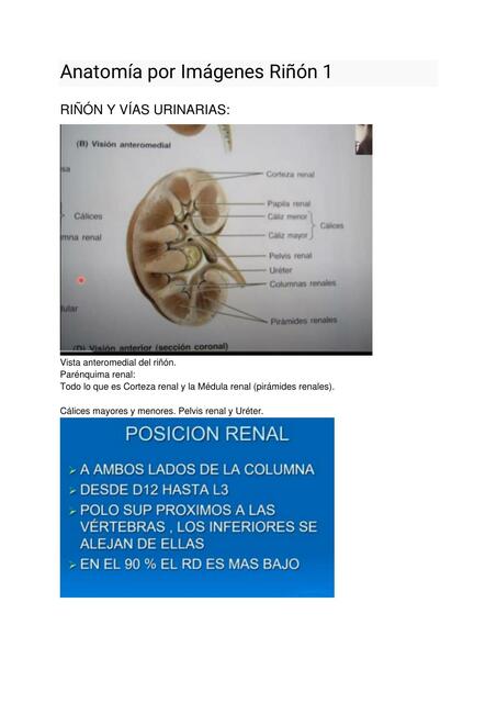 Anatomía por Imágenes Riñon 