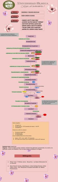 Sintesis de Colesterol