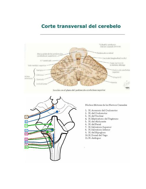 Medula oblongada