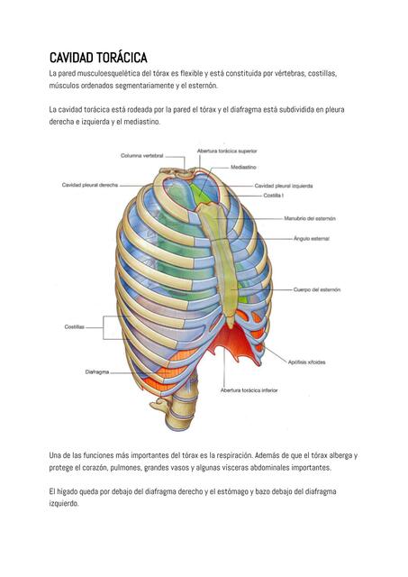 Cavidad Torácica