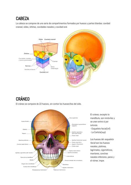 Nervio Facial