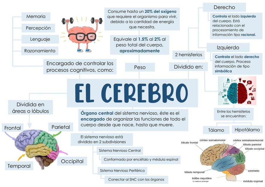 El Cerebro