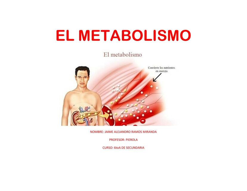 El Metabolismo 