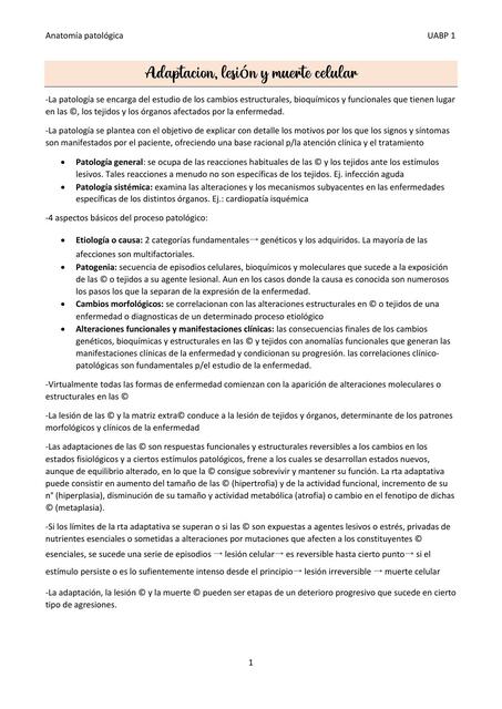 Lesión celular, adaptación, apoptosis, necrosis. Inflamación aguda y crónica