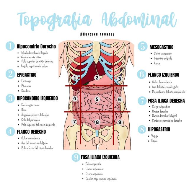 Hipocondrio abdominal