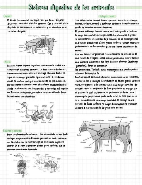 Sistema digestivo de los animales