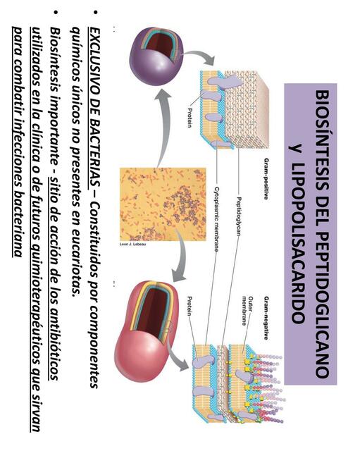 BIOLOGIA CELULAR