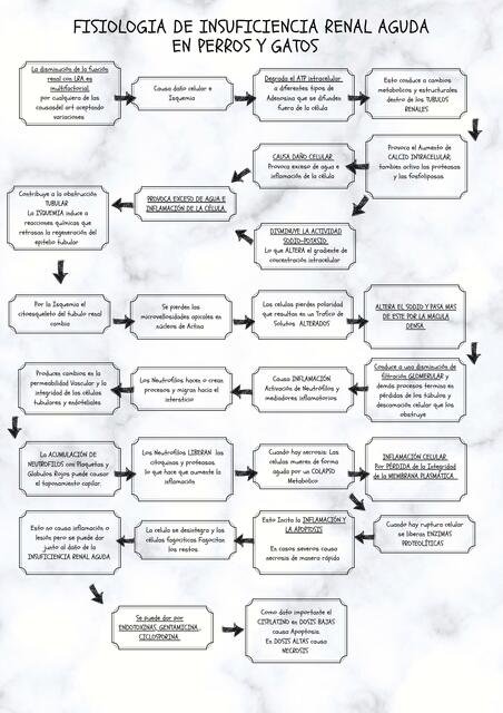 Fisiología de Insuficiencia Renal Agua en Perros y Gatos 
