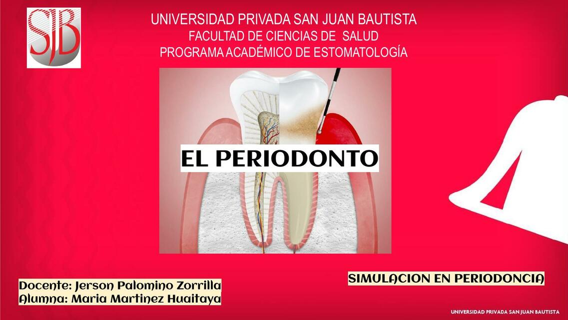 El periodonto