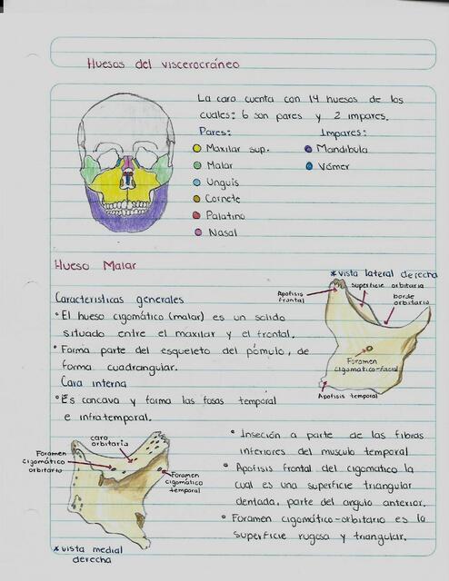 Viscerocráneo: Mandíbula y Malar