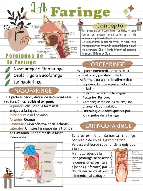 Anatomía de la Faringe