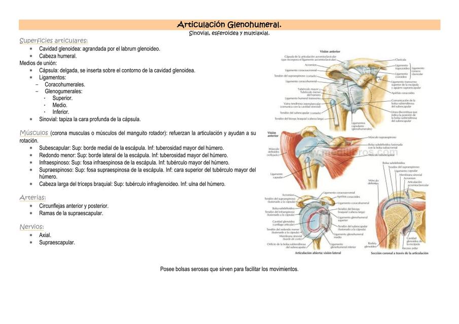 Articulación glenohumeral