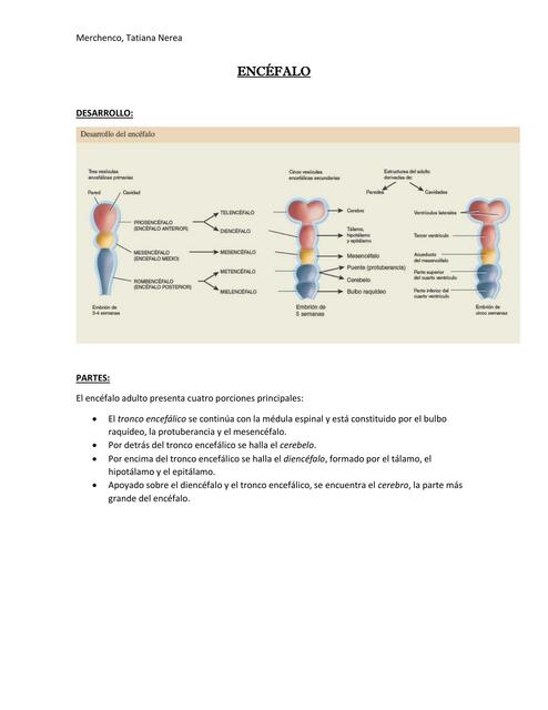 Encéfalo