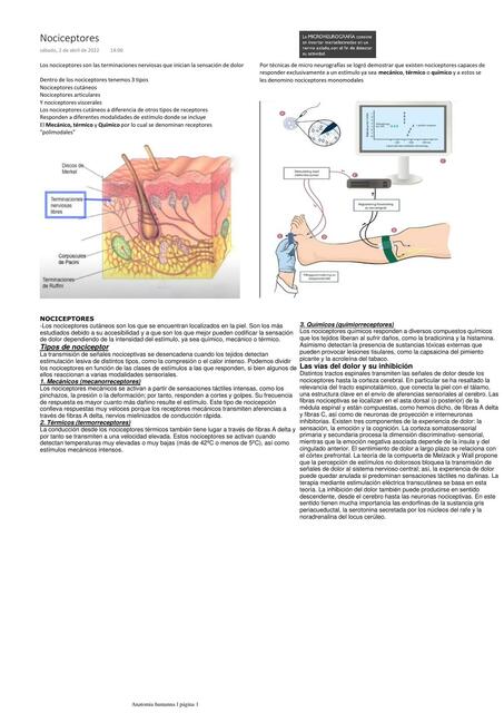 Nociceptores