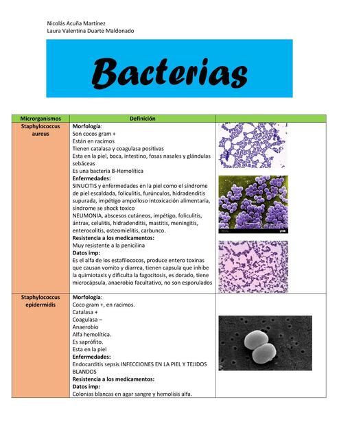 Clasificación de las Bacterias