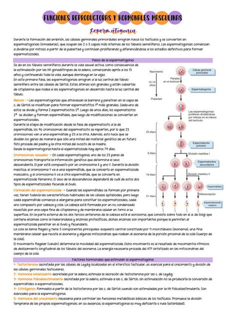 Funciones Reproductoras y Hormonales Masculinas 