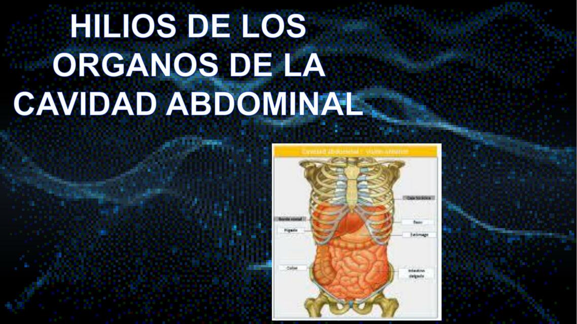 Hilios de los Órganos de la Cavidad Abdominal 