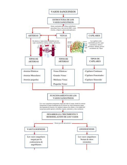 Vasos sanguineos