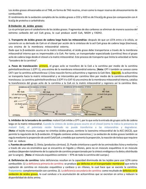 β-Oxidación  de  ácidos  grasos