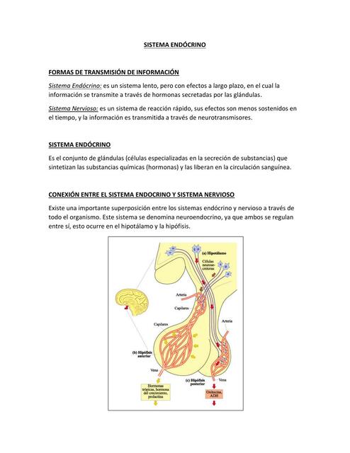 Sistema endocrino