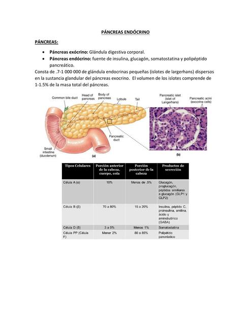 Páncreas endócrino