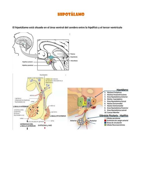 Hipotálamo 