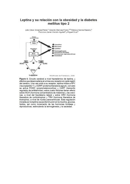 Leptina y su relación con la obesidad y la diabetes
