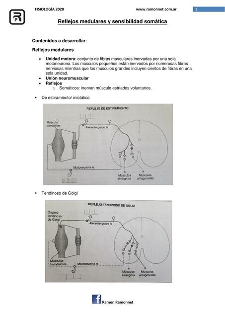 Reflejos Medulares y Sensibilidad Somática 