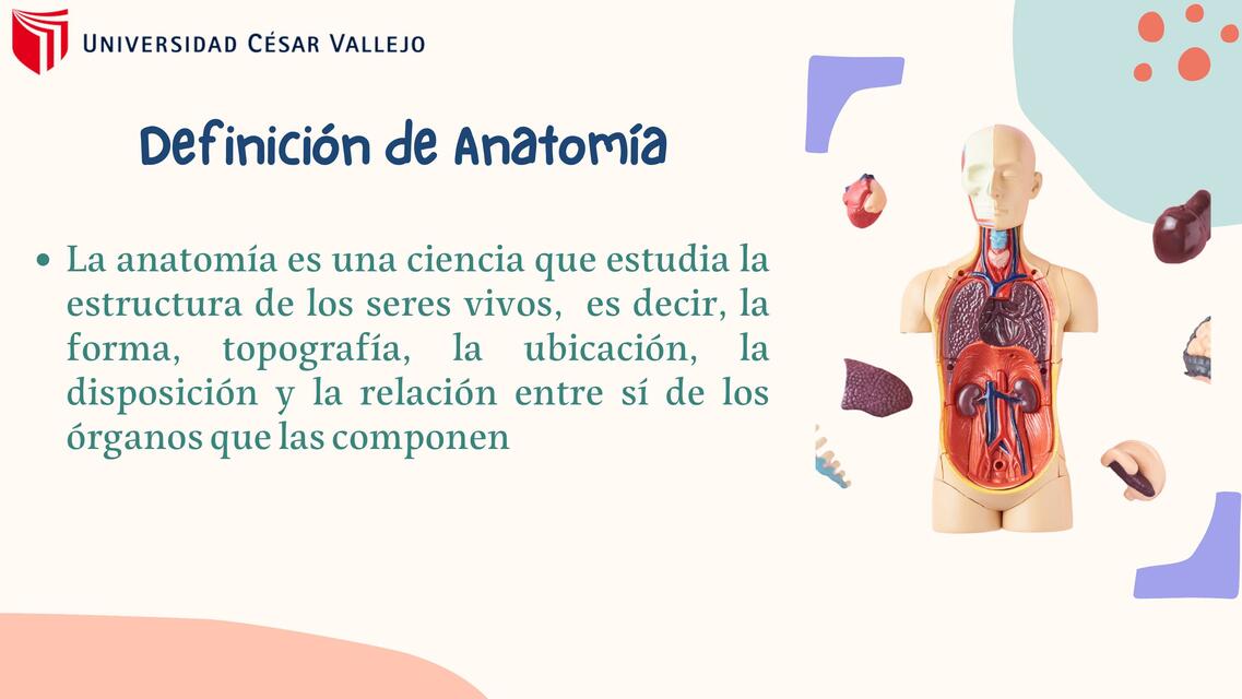 Apuntes de Anatomía 