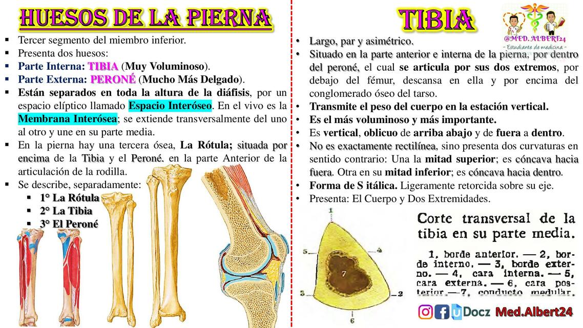 Tibia 