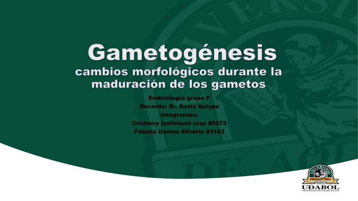 Cambios Morfológicos durante la Maduración de los Gametos | Cristiany