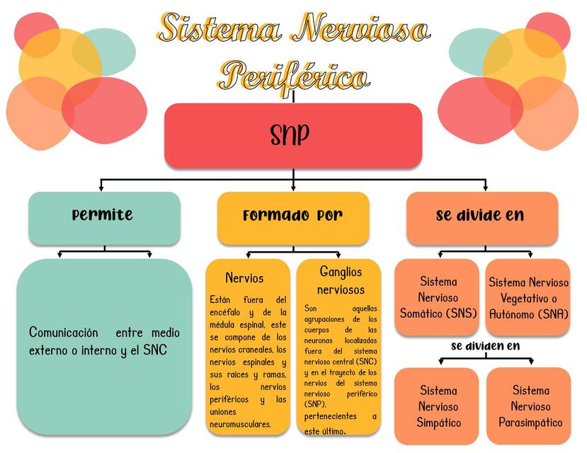 Sistema nervioso periferico