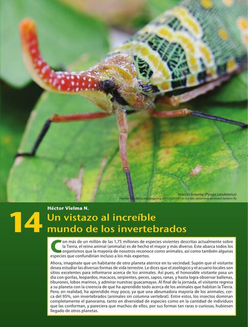 Un vistazo al increíble mundo de los invertebrados autor Héctor Vielma