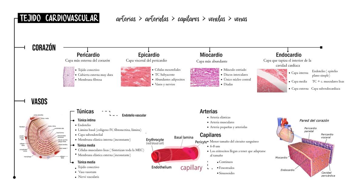 Tejido cardiovascular