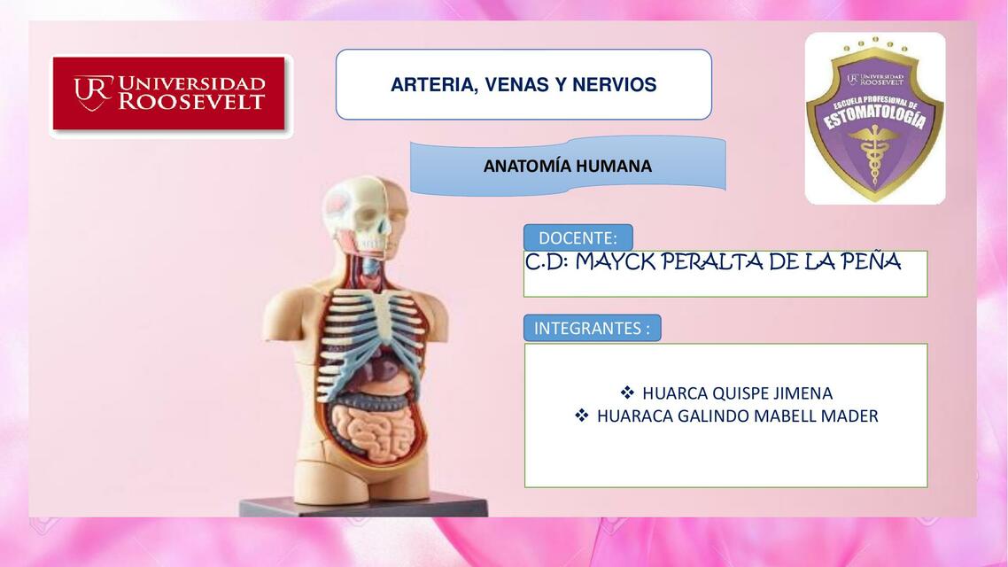 Arterias, Venas y Nervios 