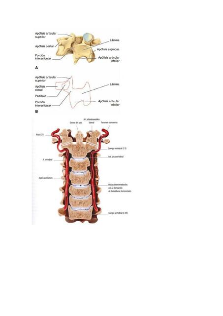 Perrito Lumbar y Cervicales 