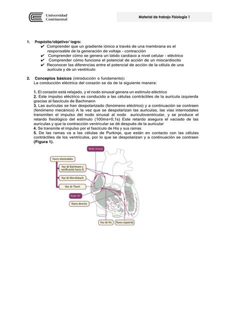 Potencial de Acción 