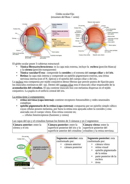 Globo Ocular