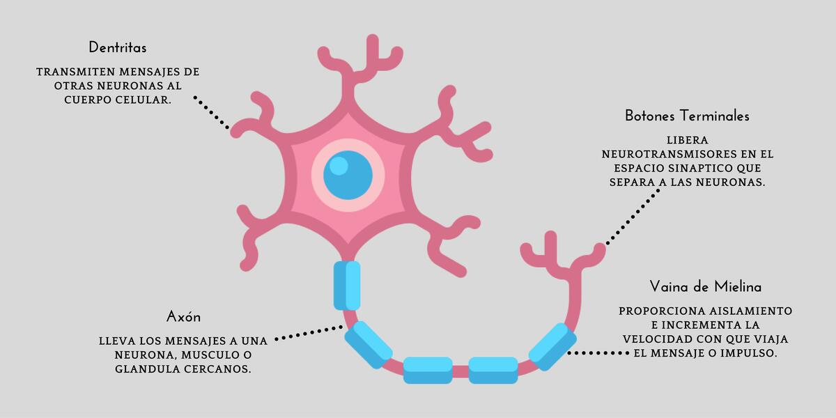 Sistema Nervioso en Psicología