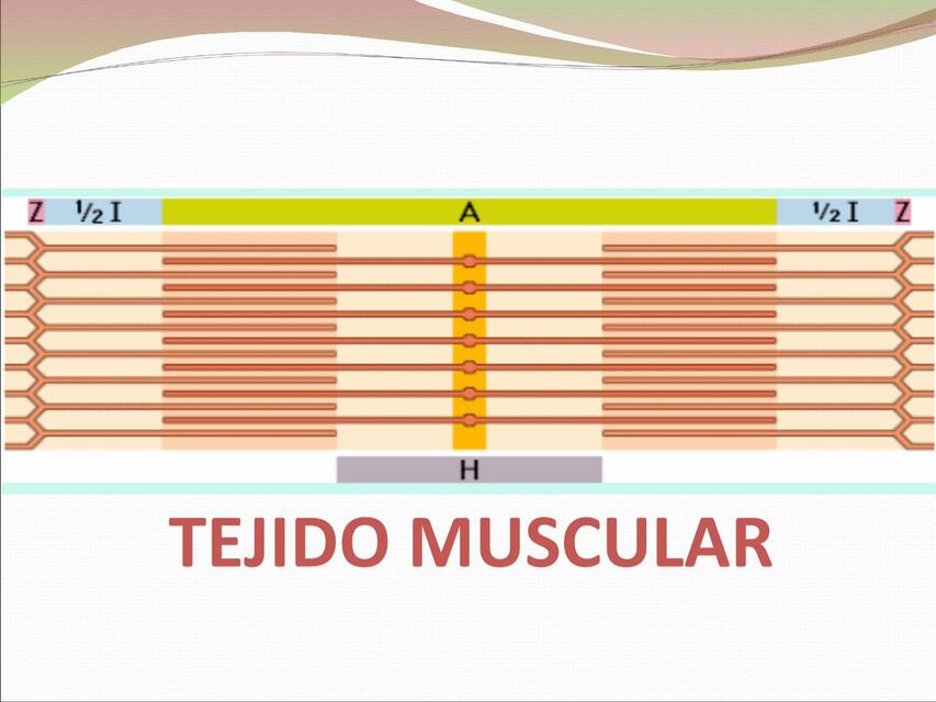 Tejido Muscular 