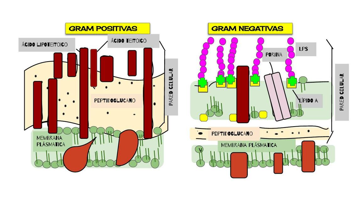 Bacterias Gram 