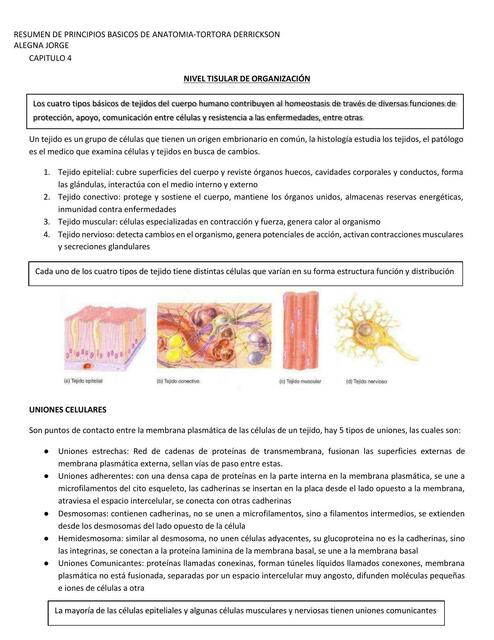 Nivel tisular - del libro de tortora Derrickson 