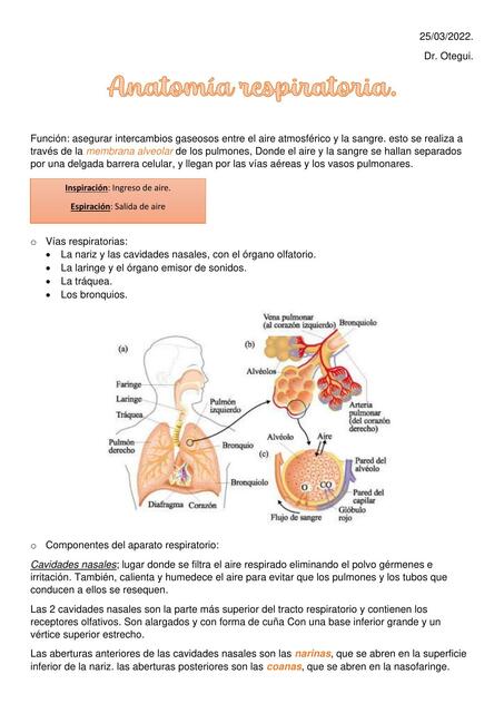 Anatomia Respiratoria