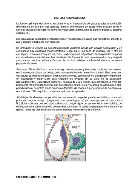  Sistema Respiratorio