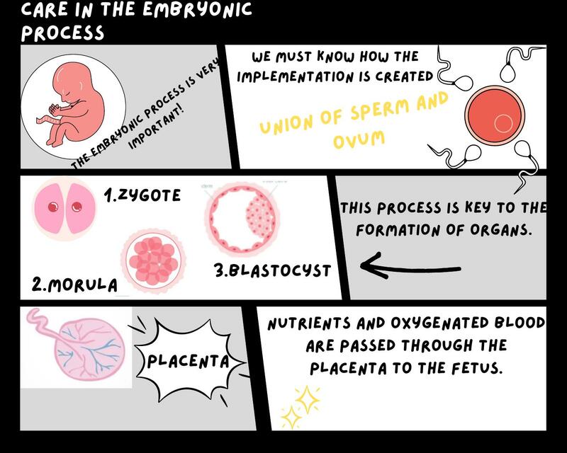 Comic - Embryonic process and prenatal care