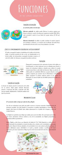 Funciones de las Células Eucariotas