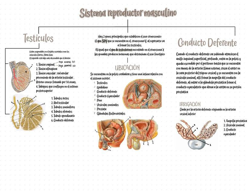 Anatomía del Sistema Reproductor Masculino