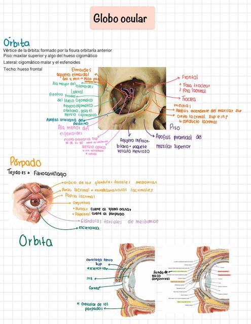 Anatomía del Globo Ocular